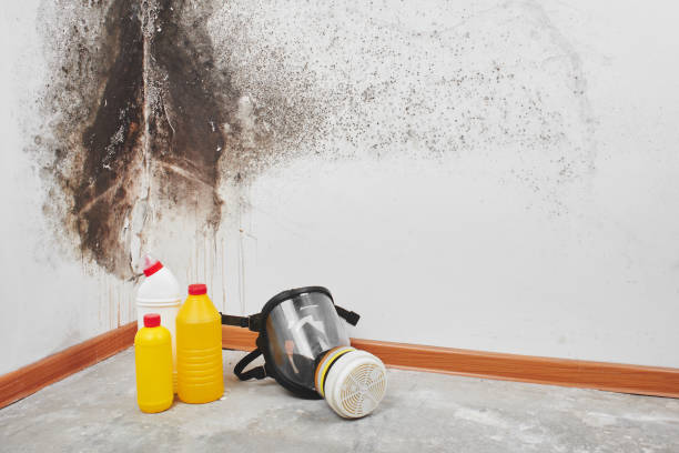 Best Mold Removal Process  in Castle Pines, CO