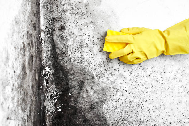 Best Water Damage Restoration  in Castle Pines, CO