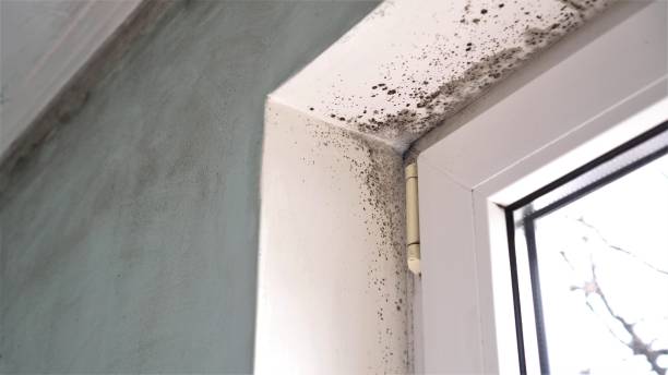 Best Office Mold Removal Services  in Castle Pines, CO