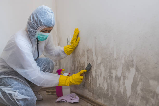 Best Mold Cleaning Services  in Castle Pines, CO
