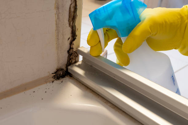 Best Affordable Mold Removal  in Castle Pines, CO