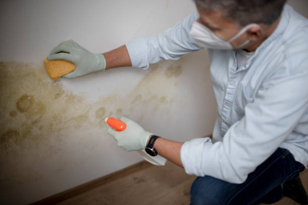 Best Best Mold Removal Companies  in Castle Pines, CO