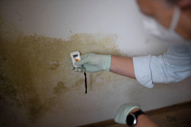Best Mold Removal Company Near Me  in Castle Pines, CO