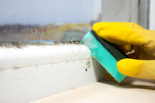 Certified Mold Removal in Castle Pines, CO