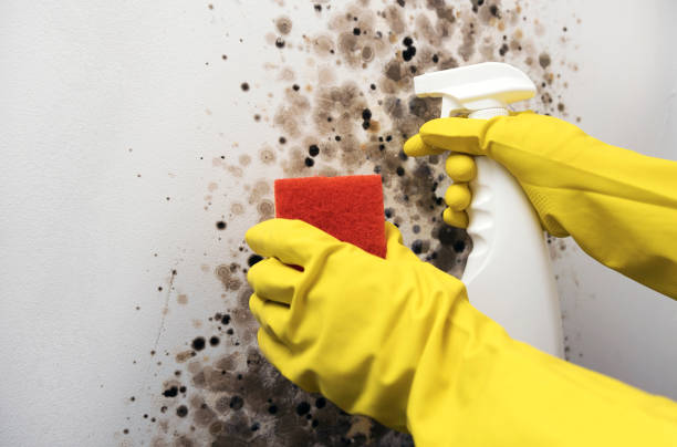 Best Certified Mold Removal  in Castle Pines, CO