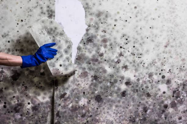 Castle Pines, CO Mold Removal Company